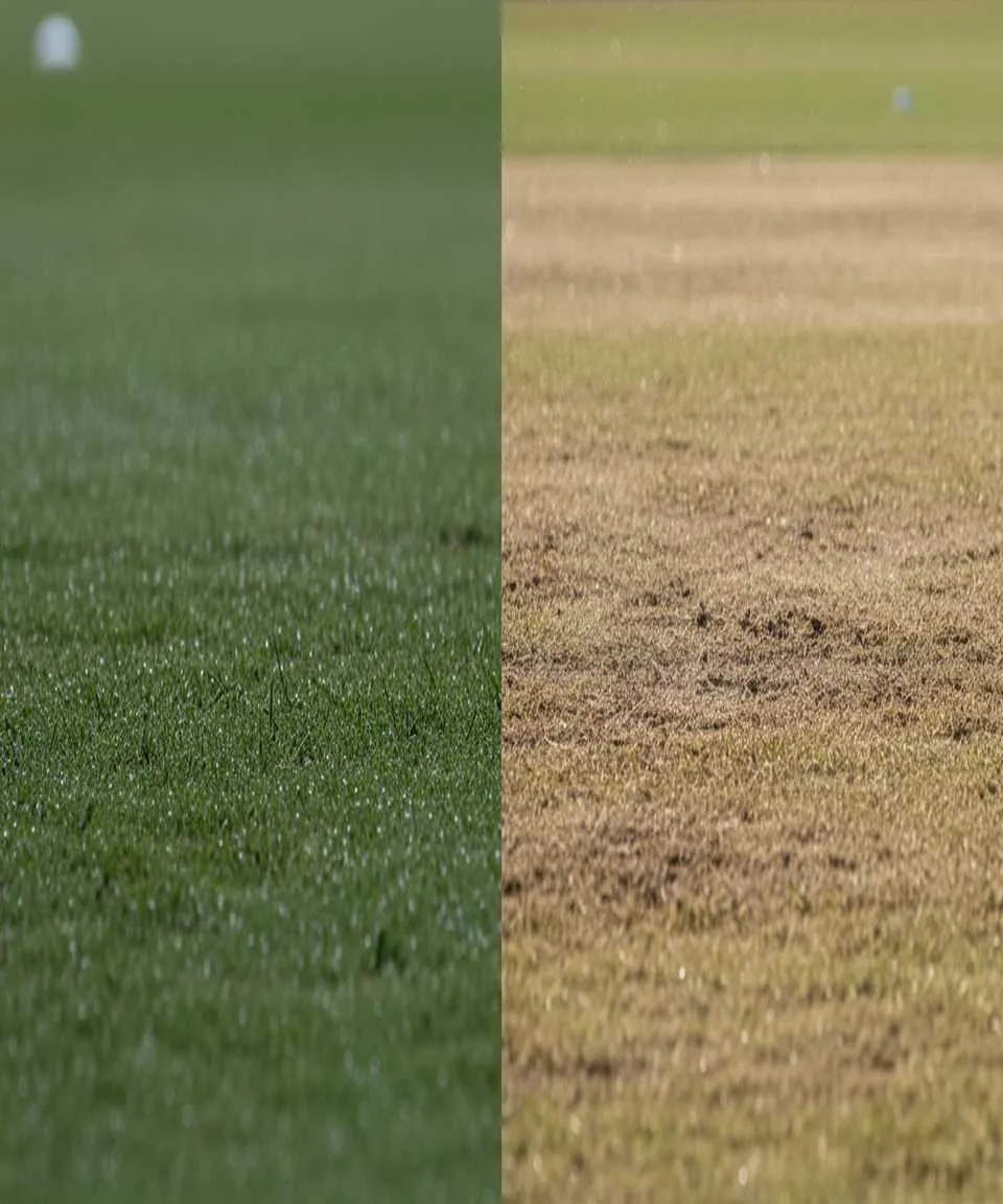 Comparison of cricket pitch conditions showing green seam-friendly surface versus dry spin-friendly pitch